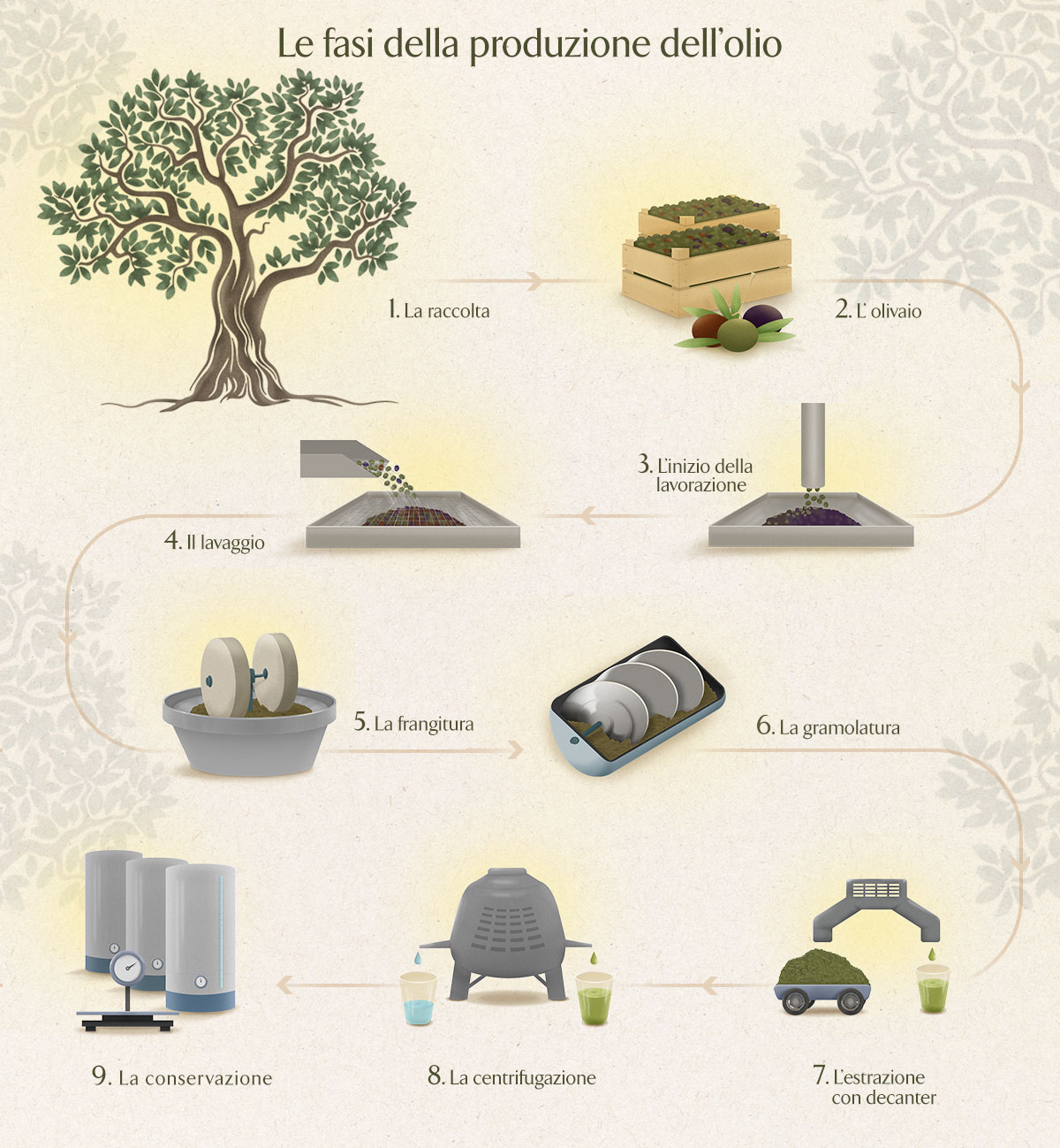 Infografica Lavorazione dell'Olio DOP