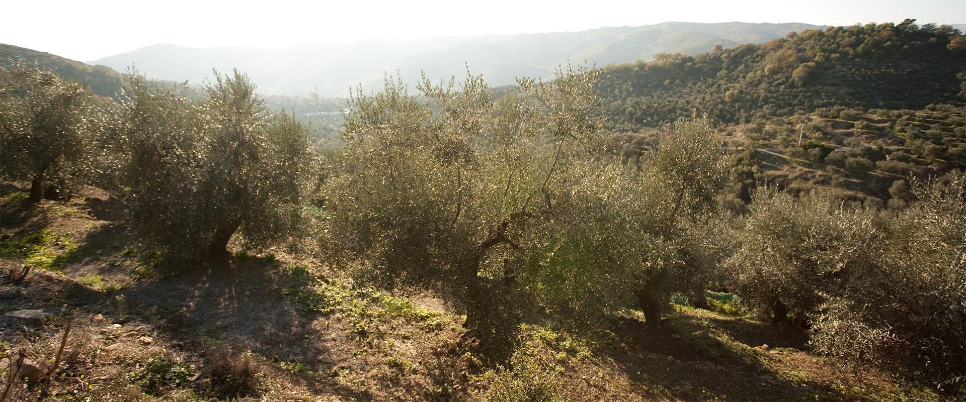 Come piantare un albero di ulivo – Fratelli Carli