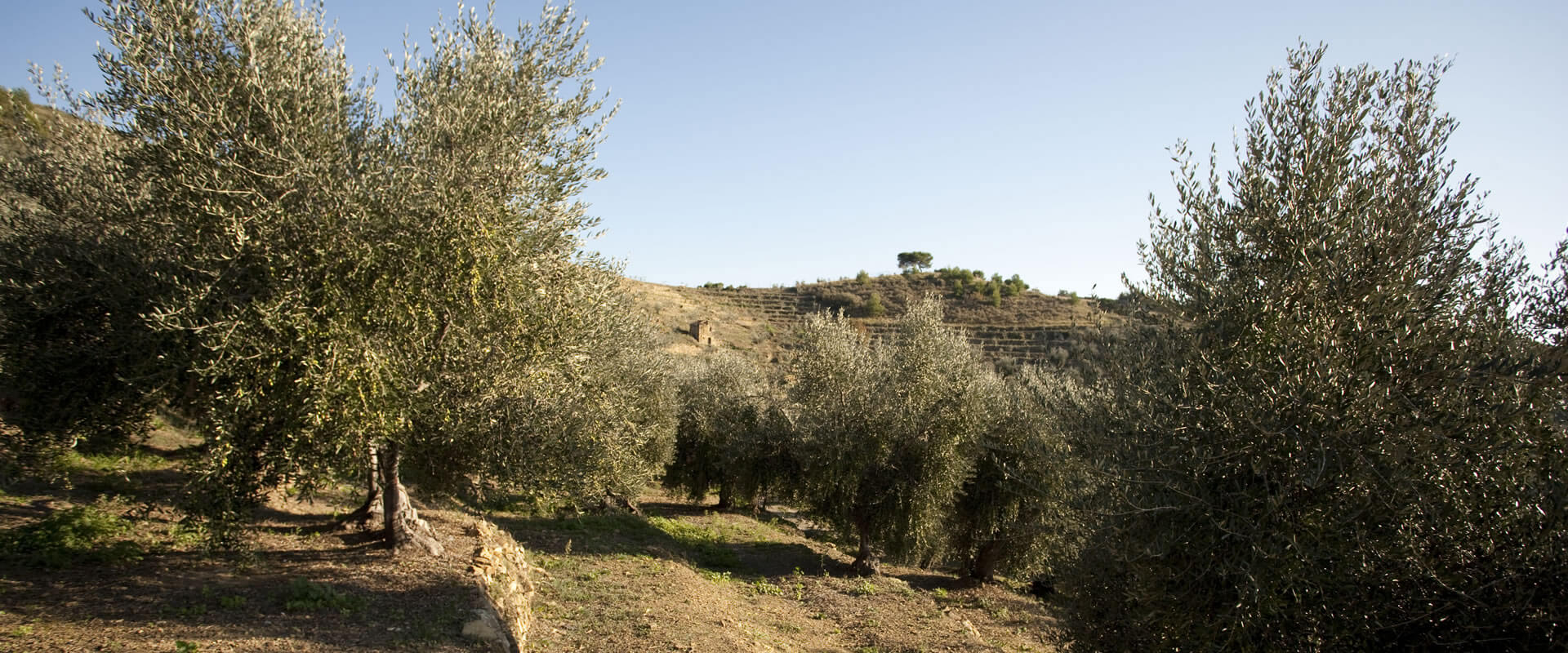 Olive taggiasche in salamoia – Fratelli Carli