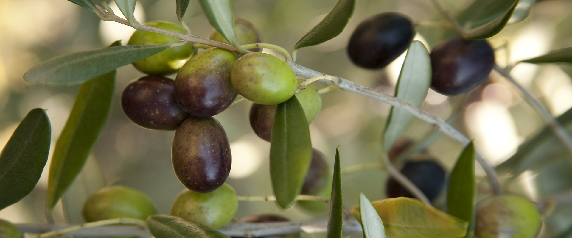In che periodo si raccolgono le olive – Fratelli Carli