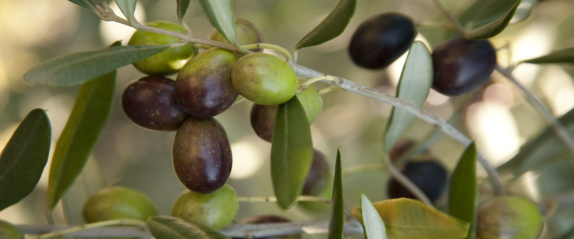 In che periodo si raccolgono le olive – Fratelli Carli