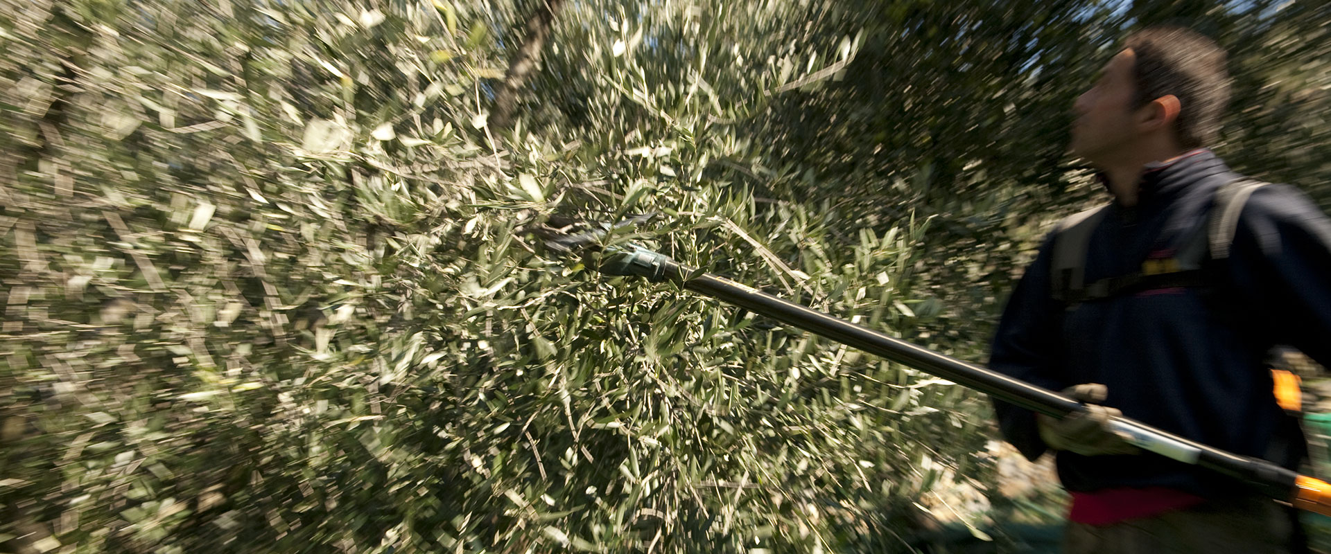 Periodo di raccolta delle olive – Fratelli Carli