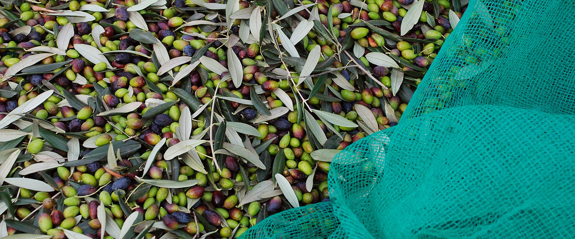 Come fare l’olio d’oliva extravergine – Fratelli Carli