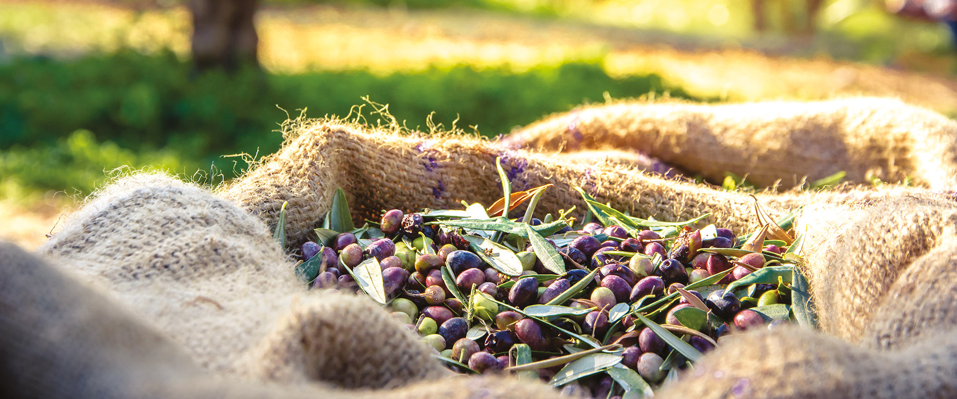 Come riconoscere l’olio extravergine di oliva – Fratelli Carli