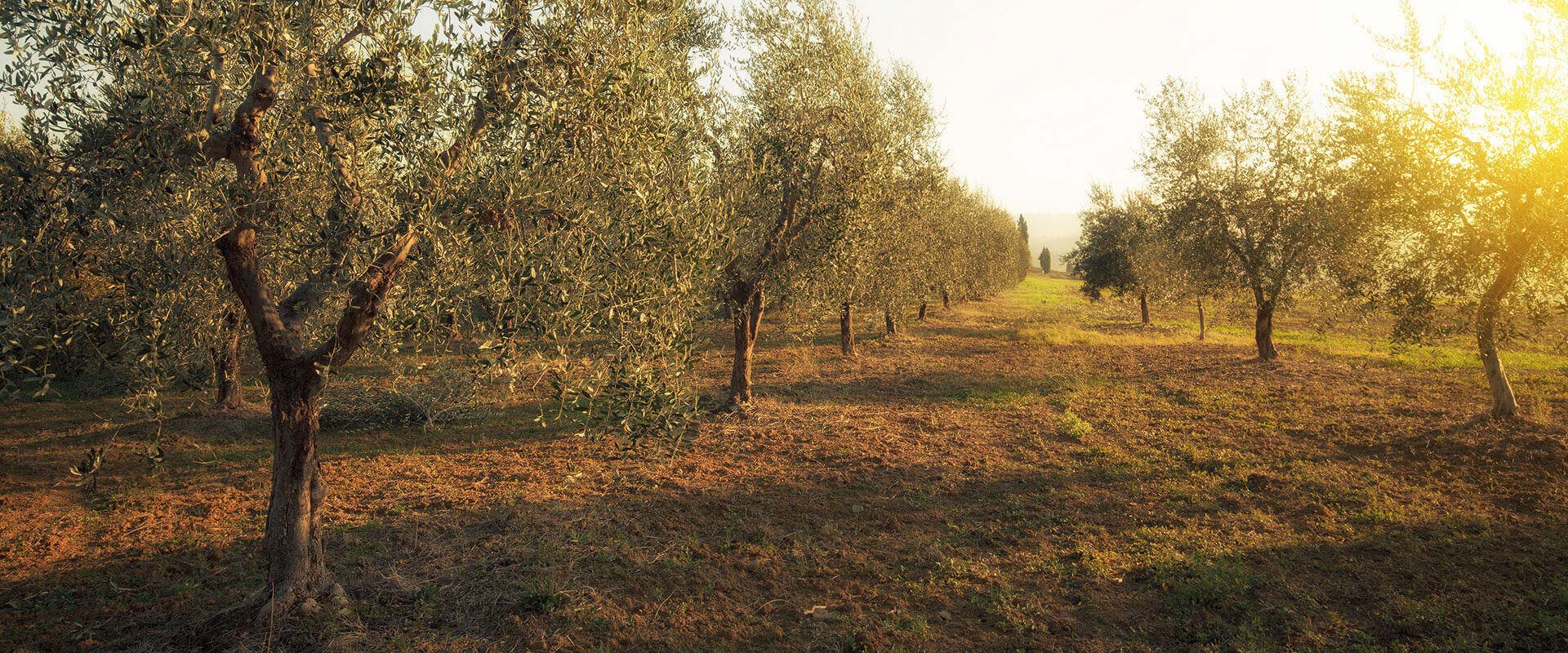 Olio extravergine di oliva biologico estratto a freddo – Carli