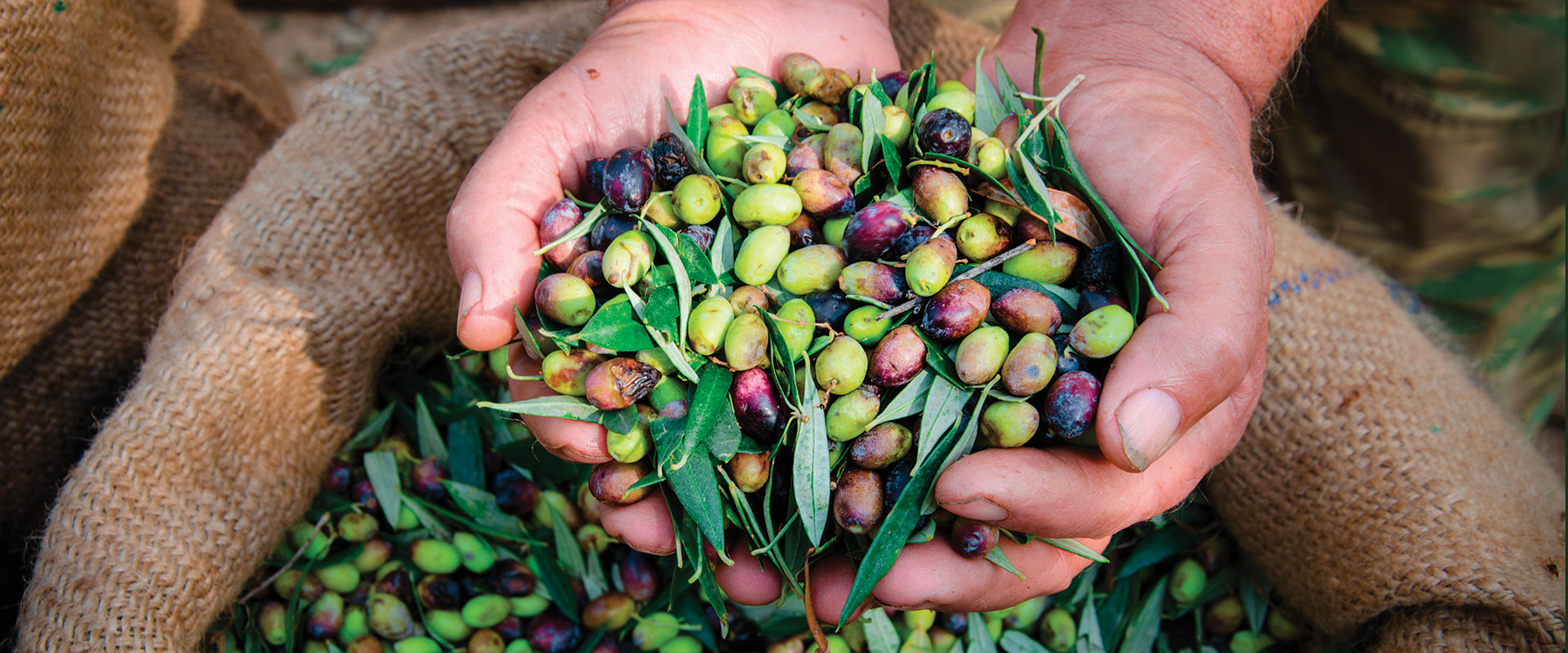mani con varietà di olive