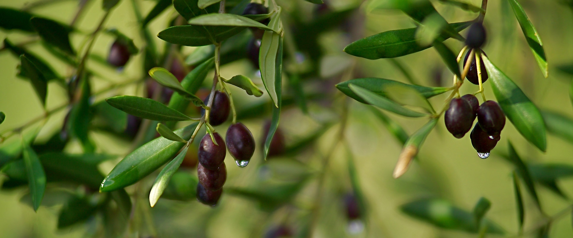 pianta di olive nere 