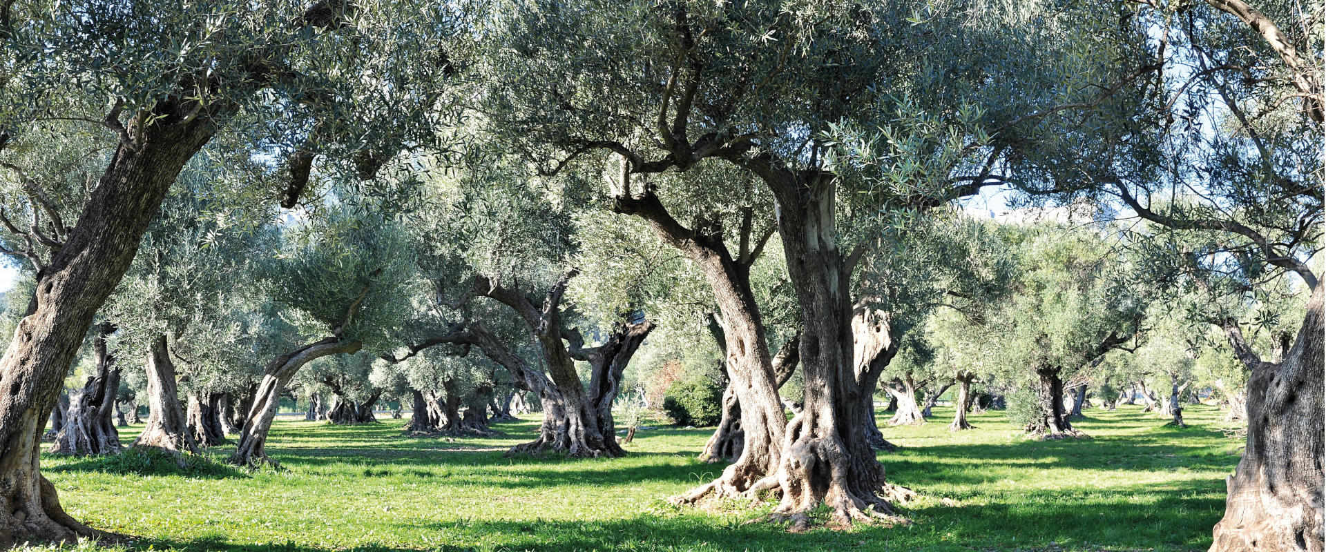 Oliveto con olive secolari