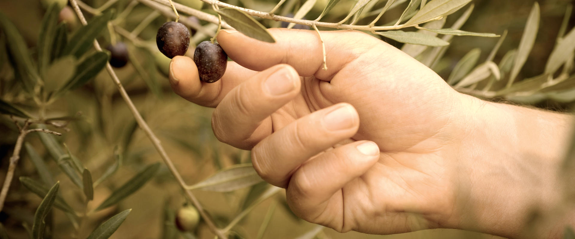 Mano che raccoglie olive da pianta di olivo