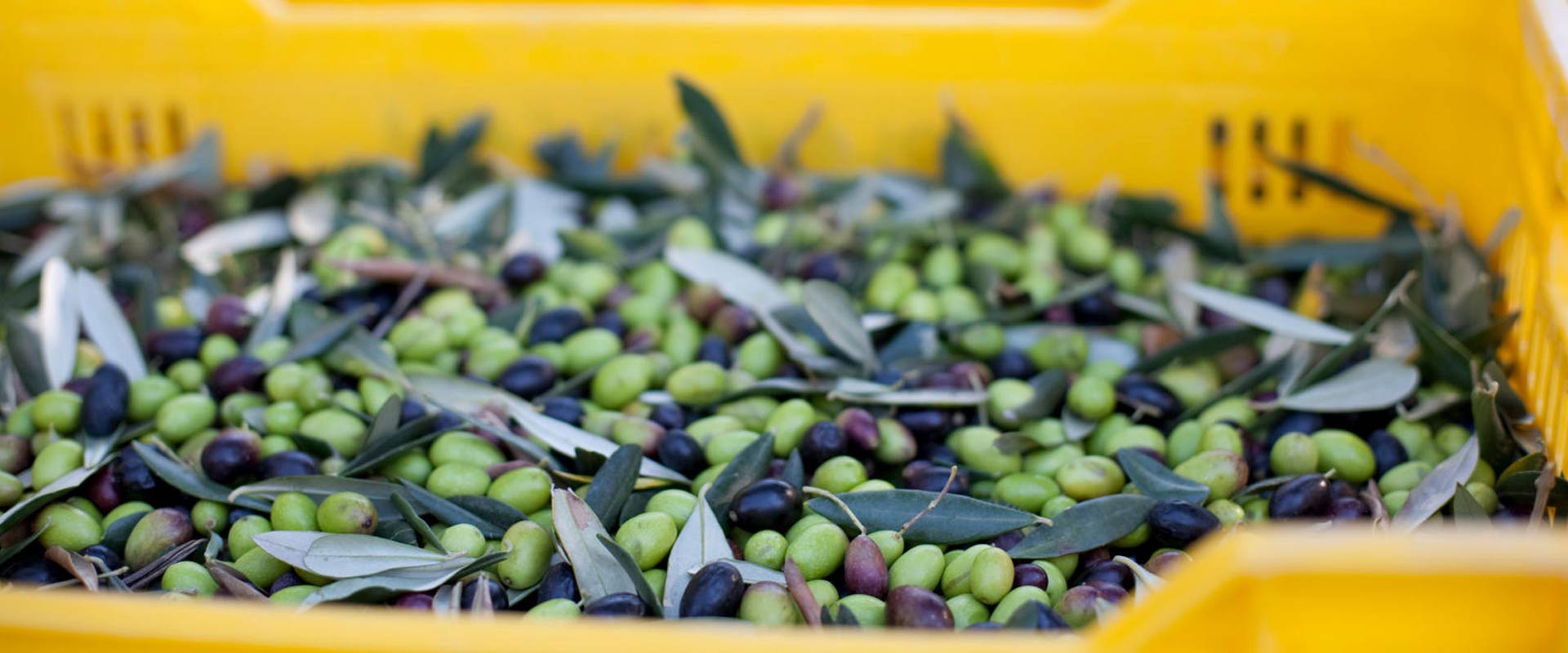 stoccaggio delle olive