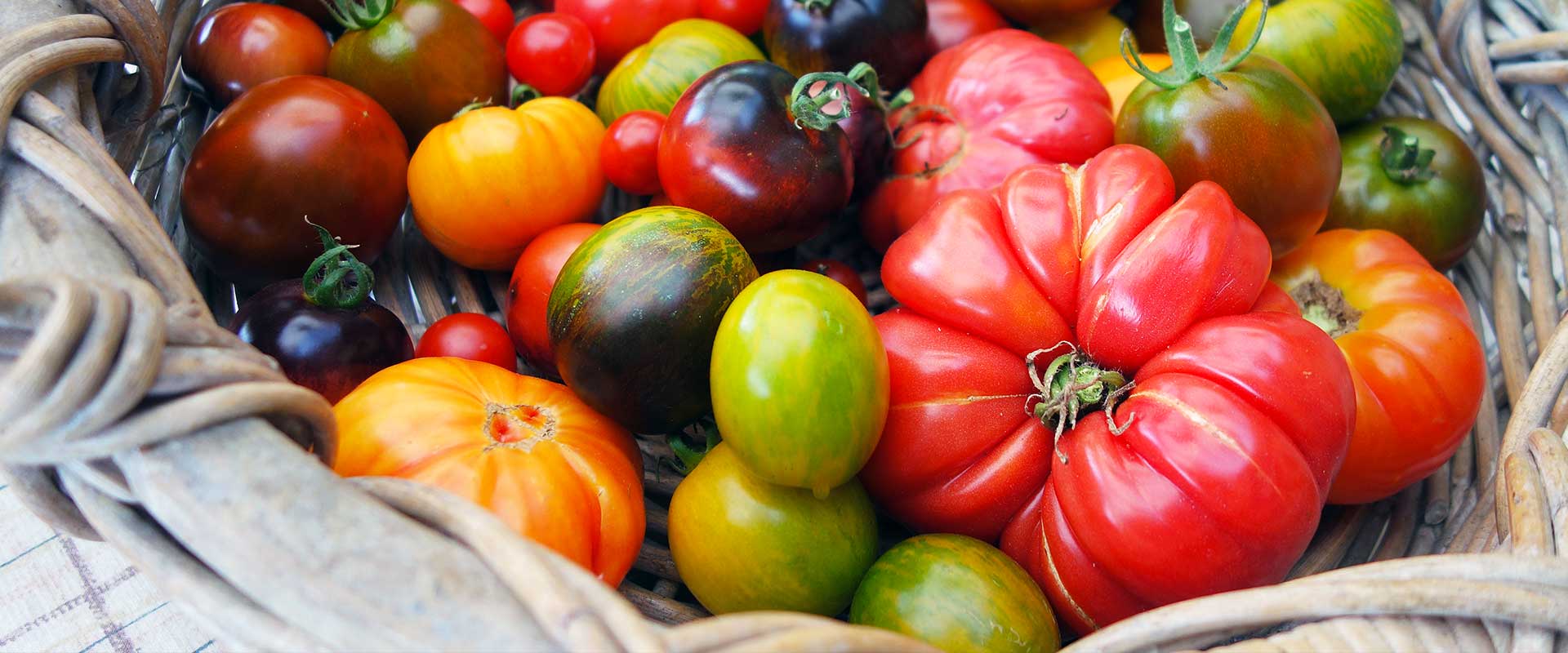 Il pomodoro: informazioni e curiosità