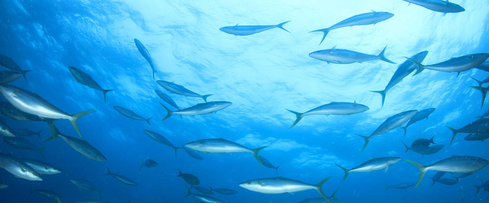 Riconoscere Il Tonno Sott Olio Di Qualita Fratelli Carli