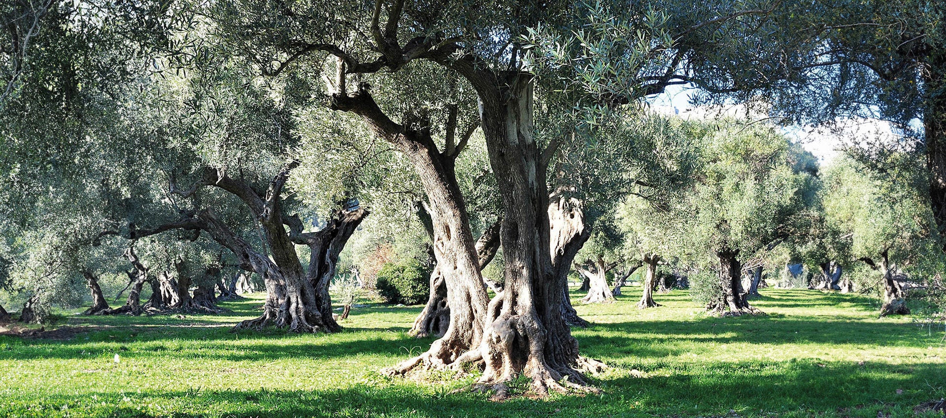 Oliveto