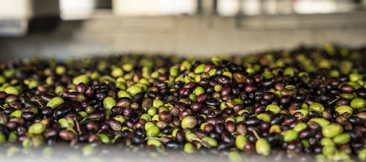 Olive nel nuovo frantoio Fratelli Carli