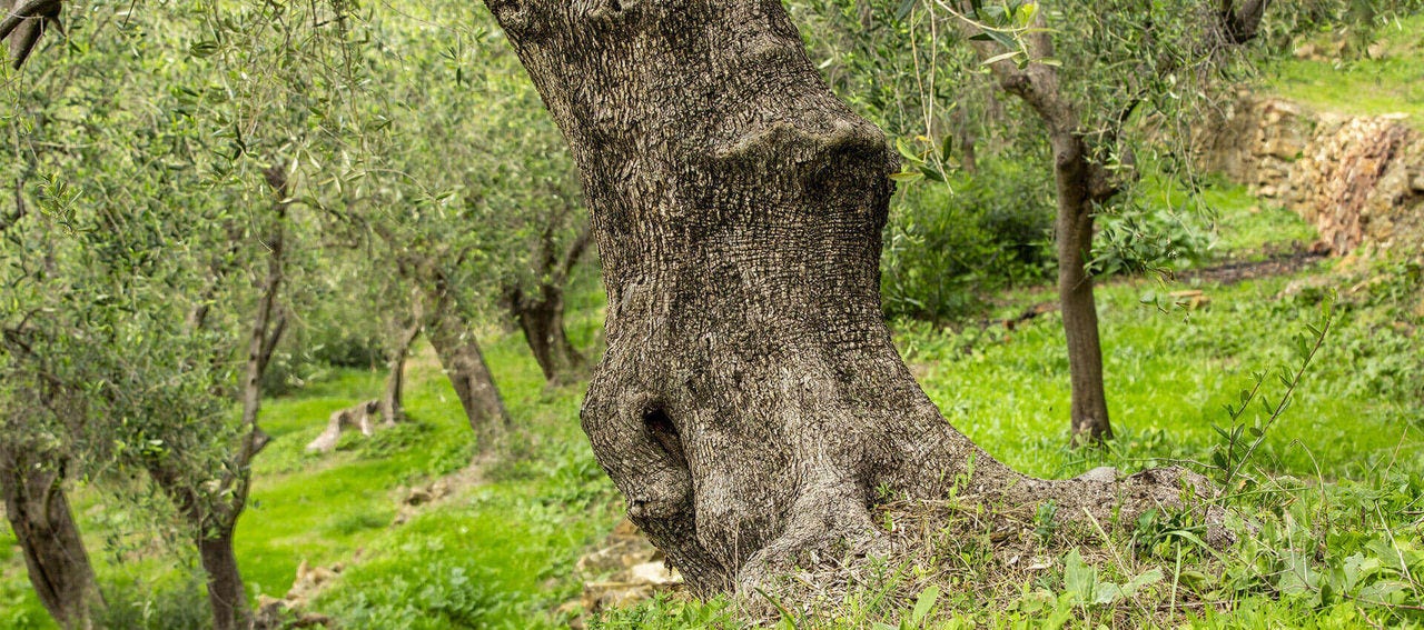 Dettaglio di un tronco di albero di olivo