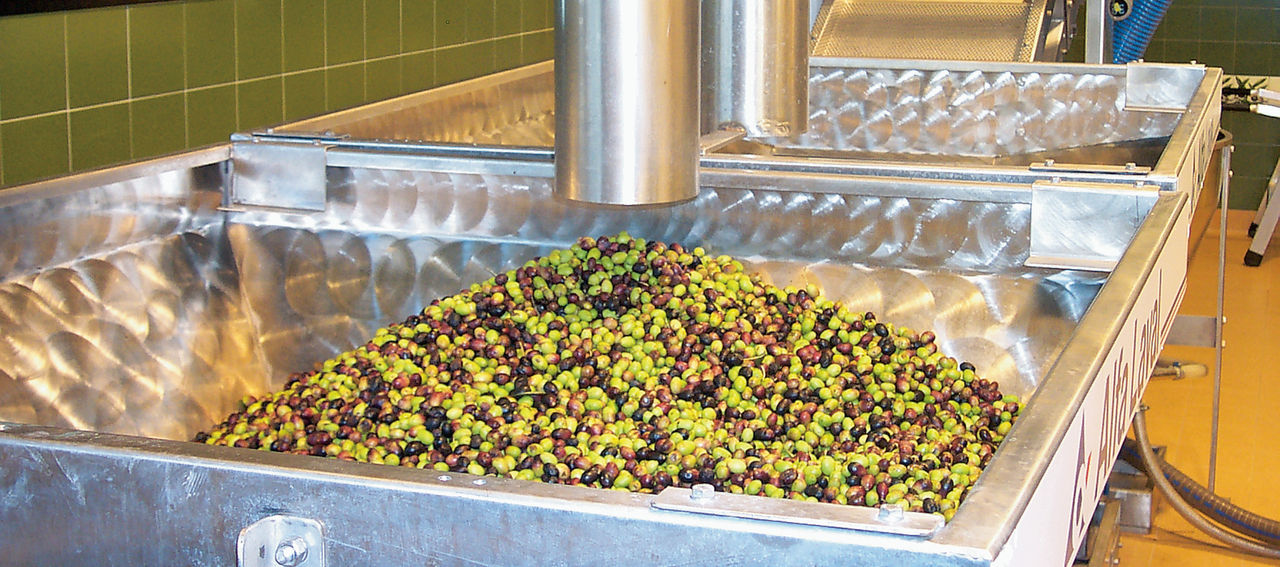 Olive all'inizio del processo di lavorazione nel frantoio Fratelli Carli