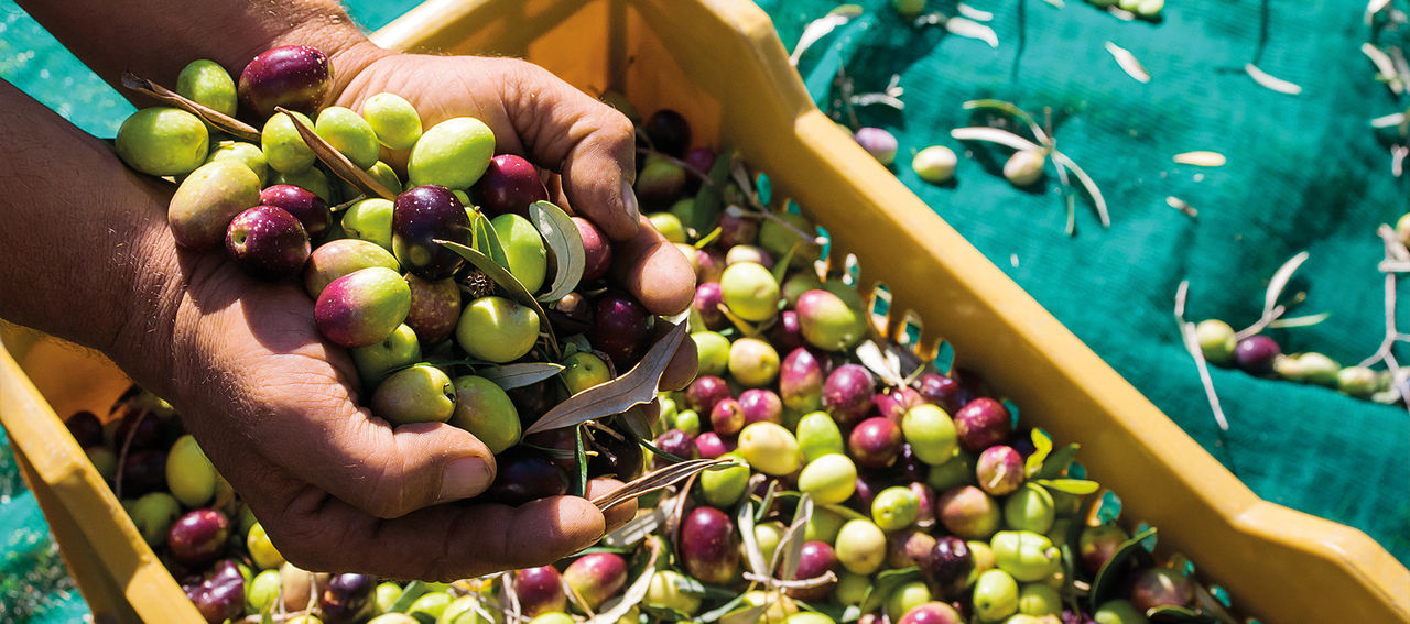 Raccolta olive