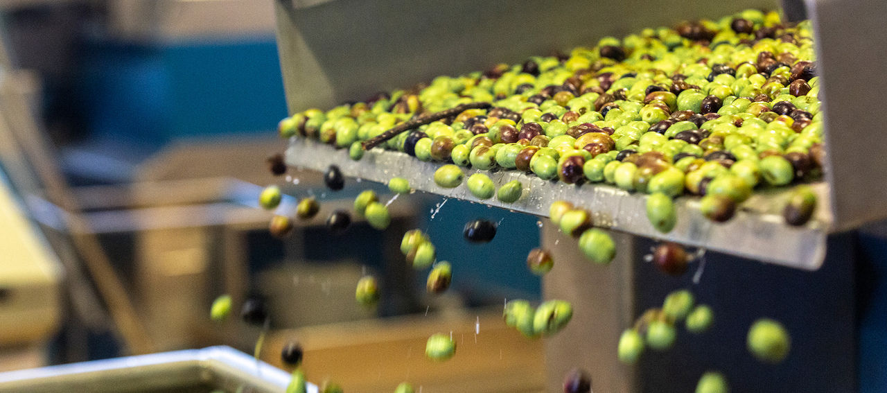Lavaggio delle olive