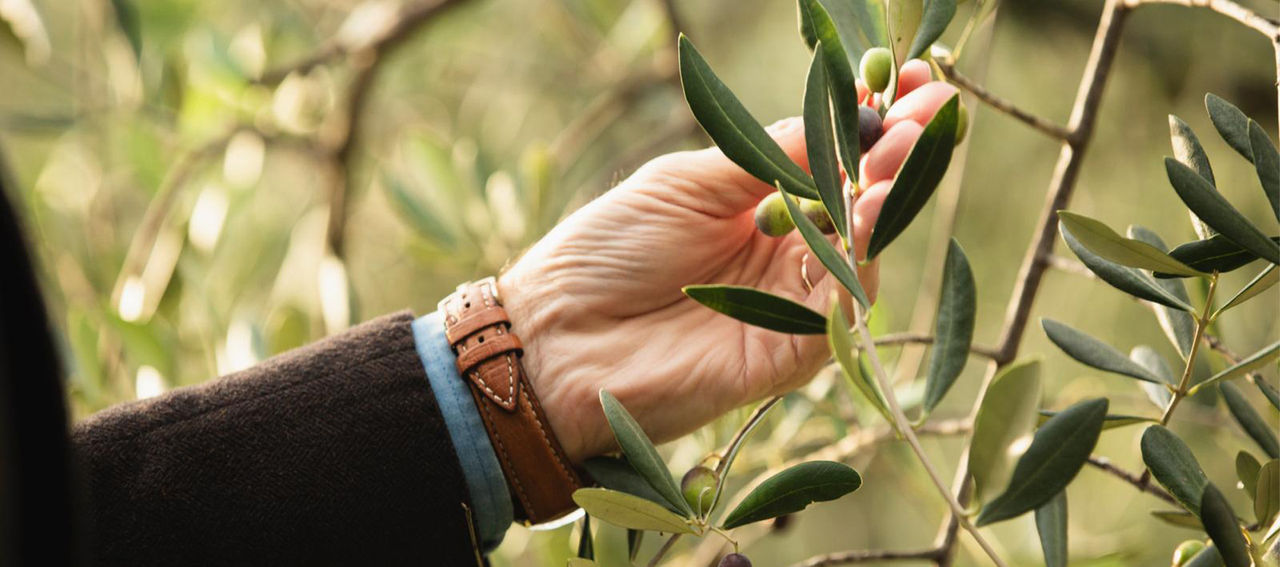 Ramoscello di Olivo con Olive e la mano di Carlo Carli 