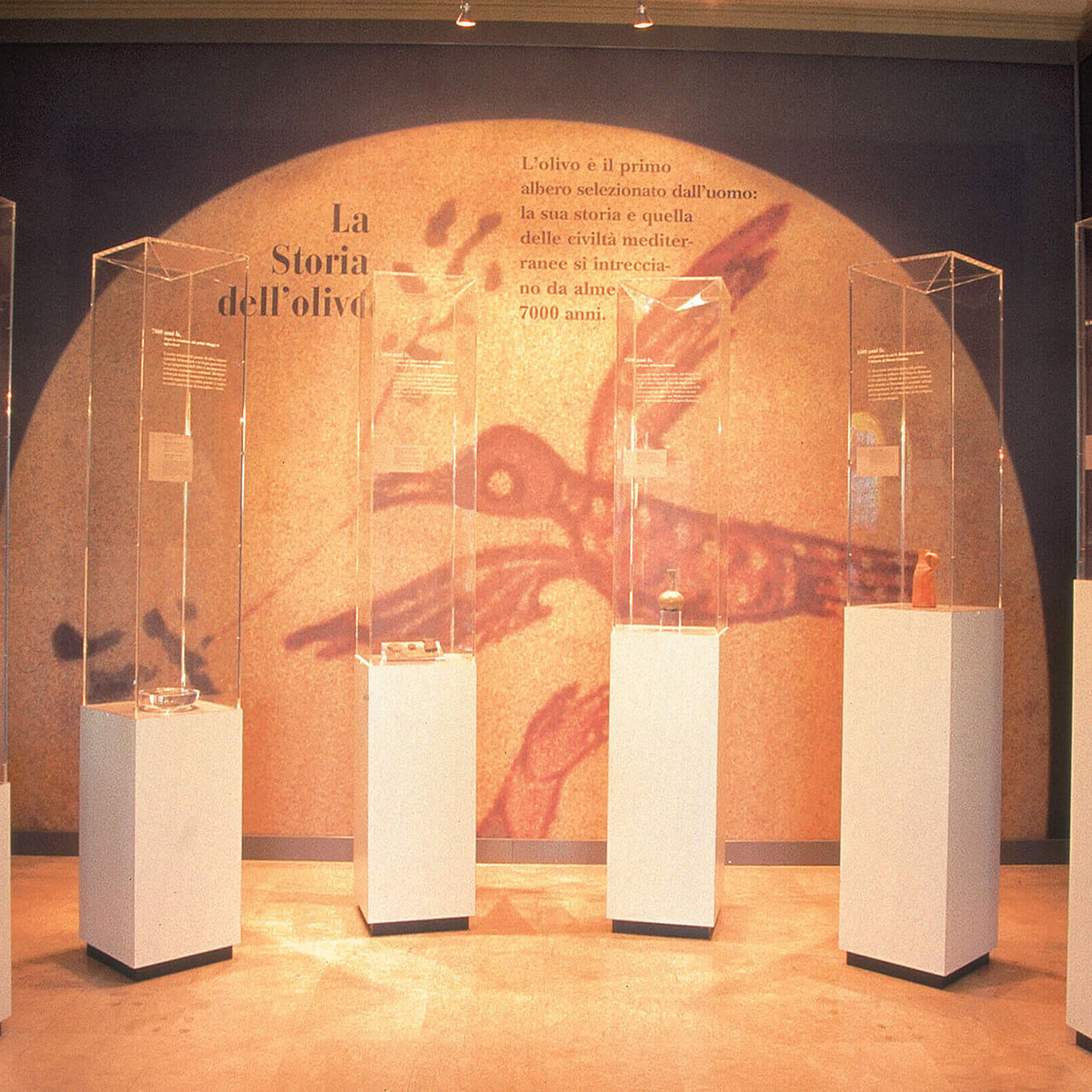 La storia dell'Olivo al Museo