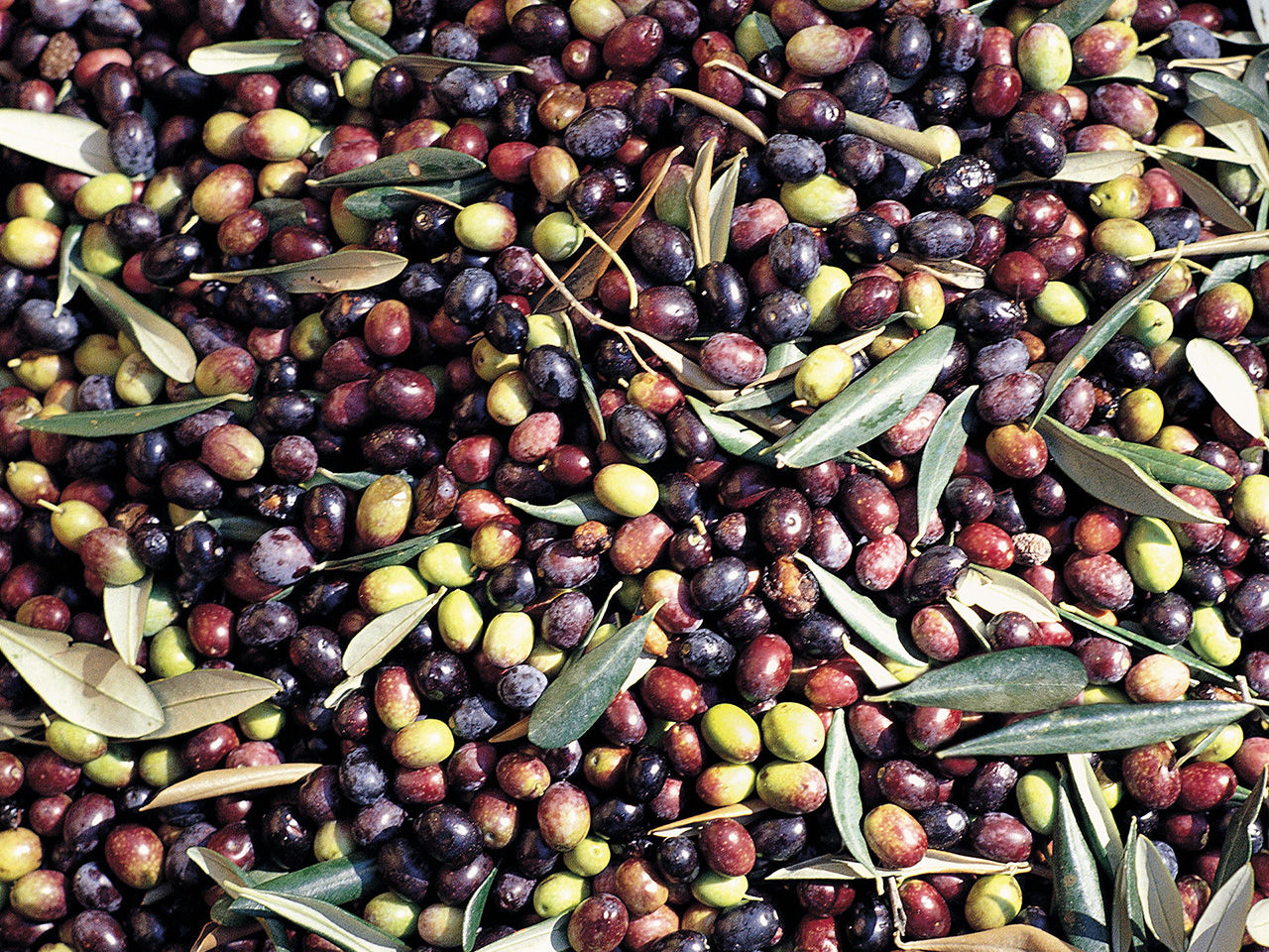 Olive pronte per la frangitura