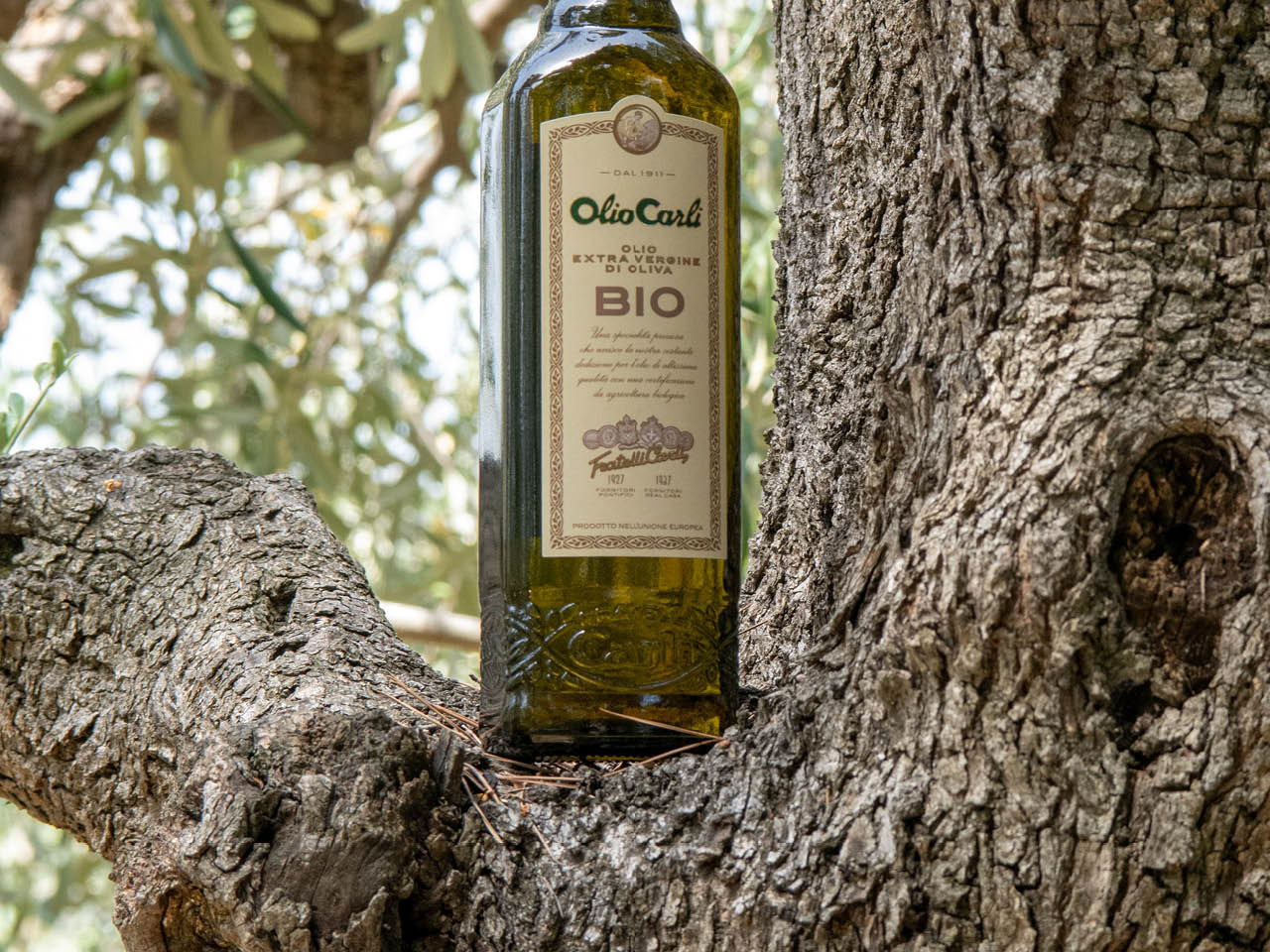 Bottiglia di OLIO CARLI Extra Vergine di Oliva bio in ambientazione naturale posata su un ramo di albero di olivo
