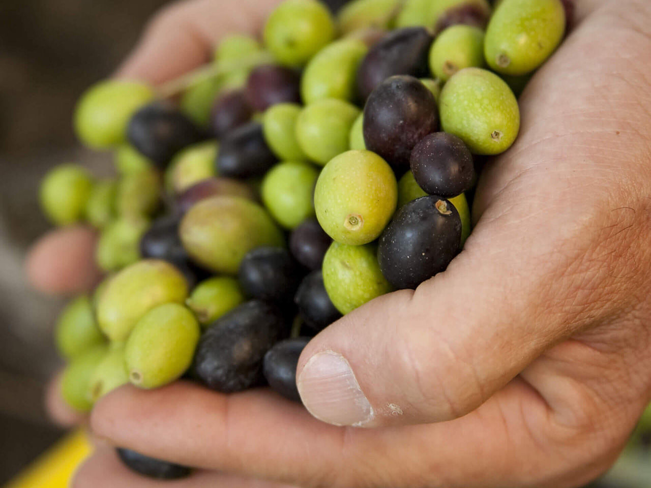 Olive