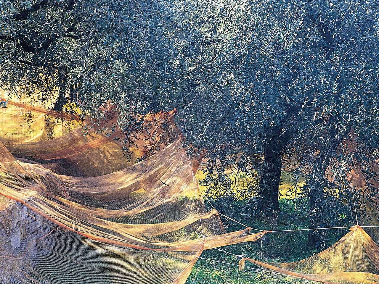 Oliveto con reti da raccolta