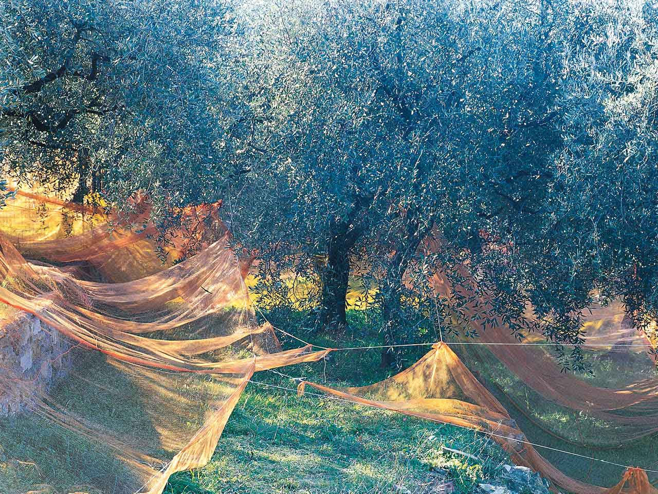 Oliveto con reti da raccolta