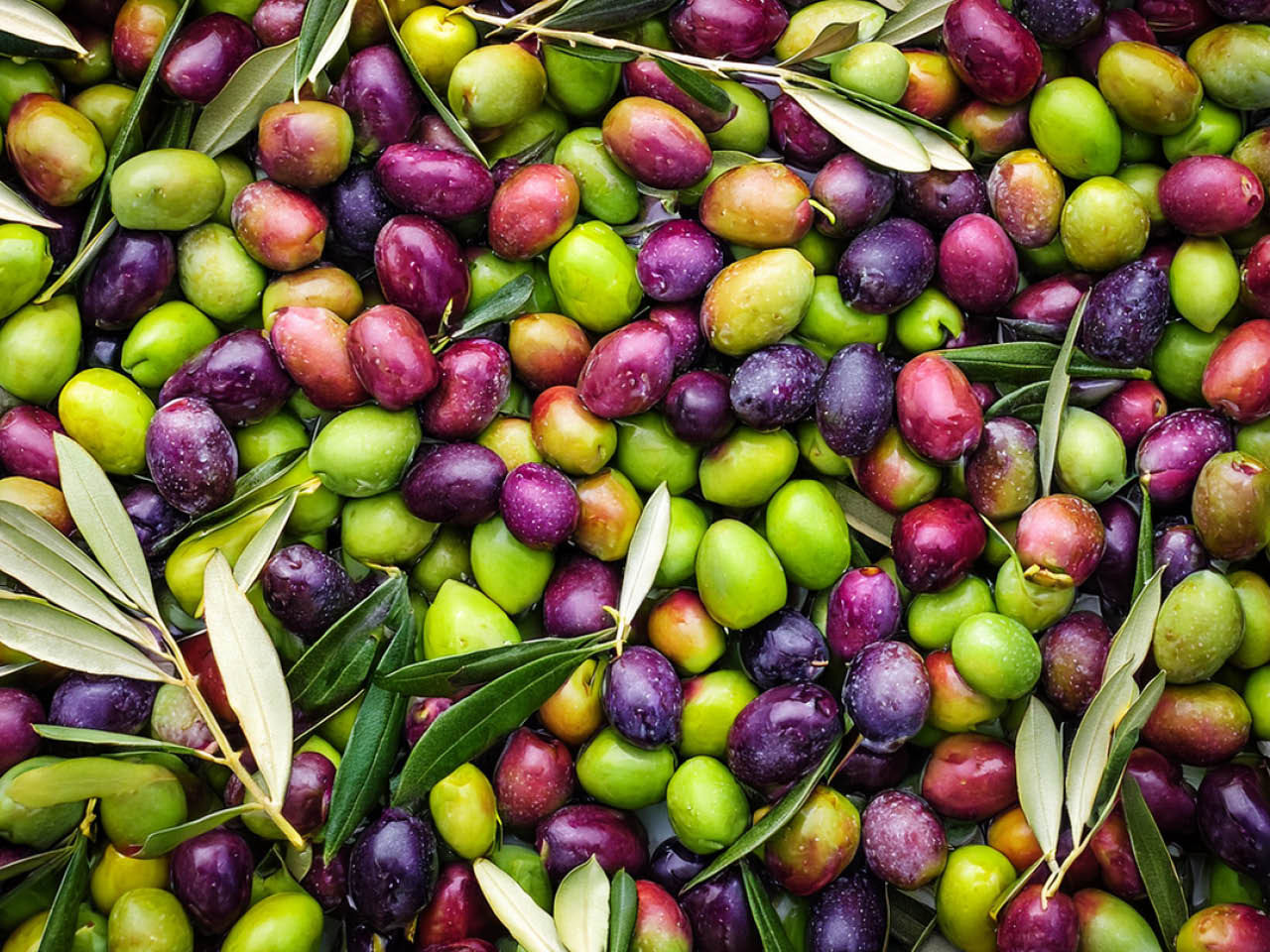 olive taggiasche
