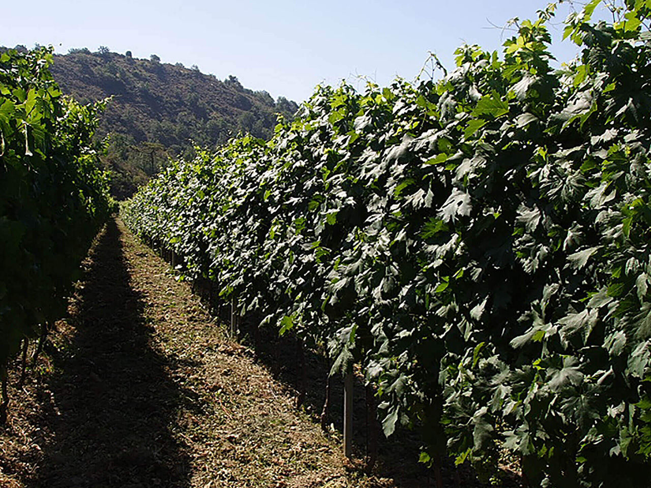 Vigna