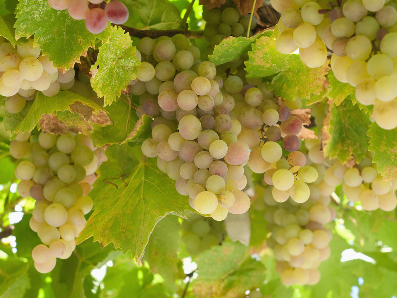 Grappoli d'uva