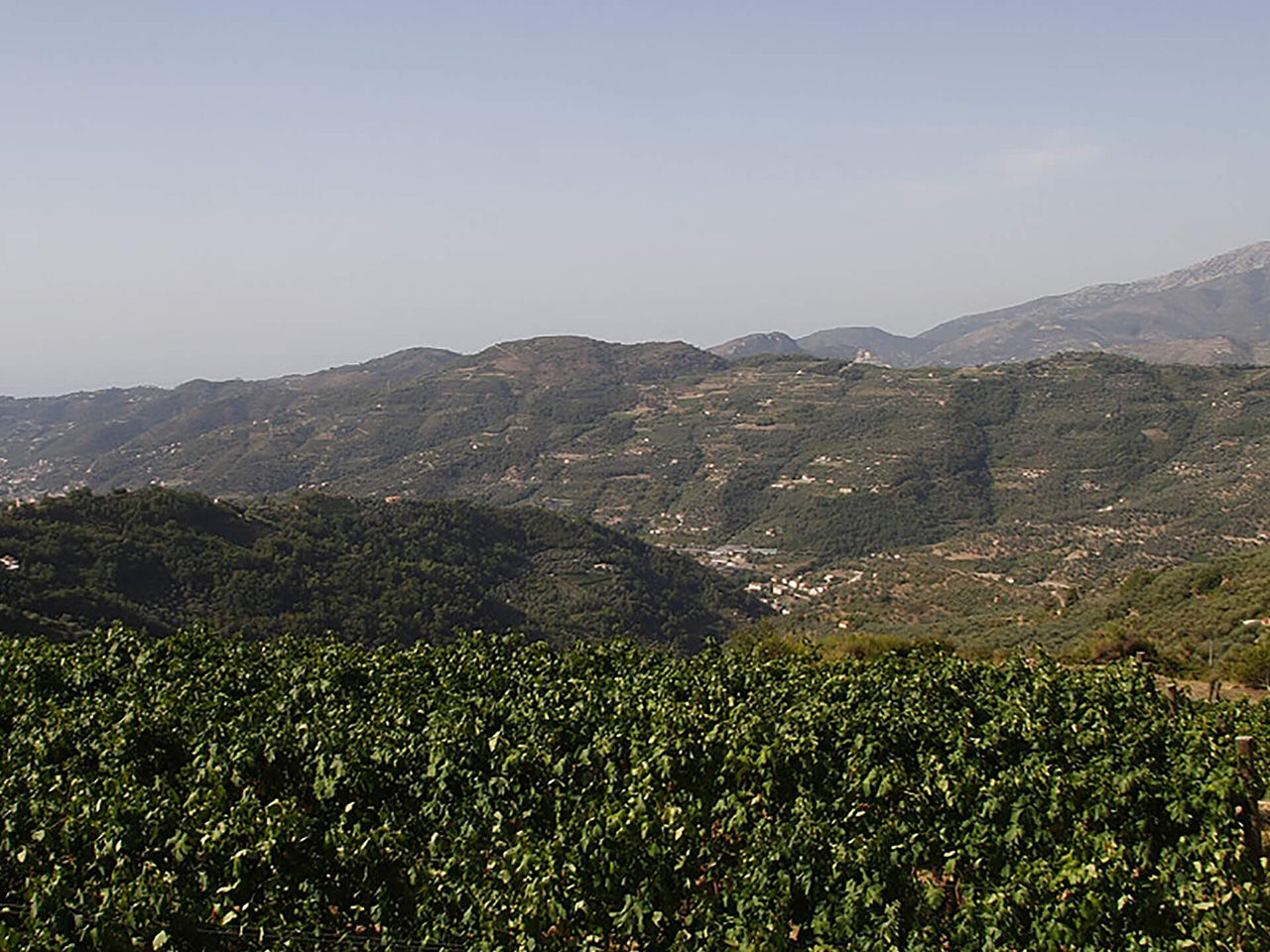 Paesaggio con vigna 