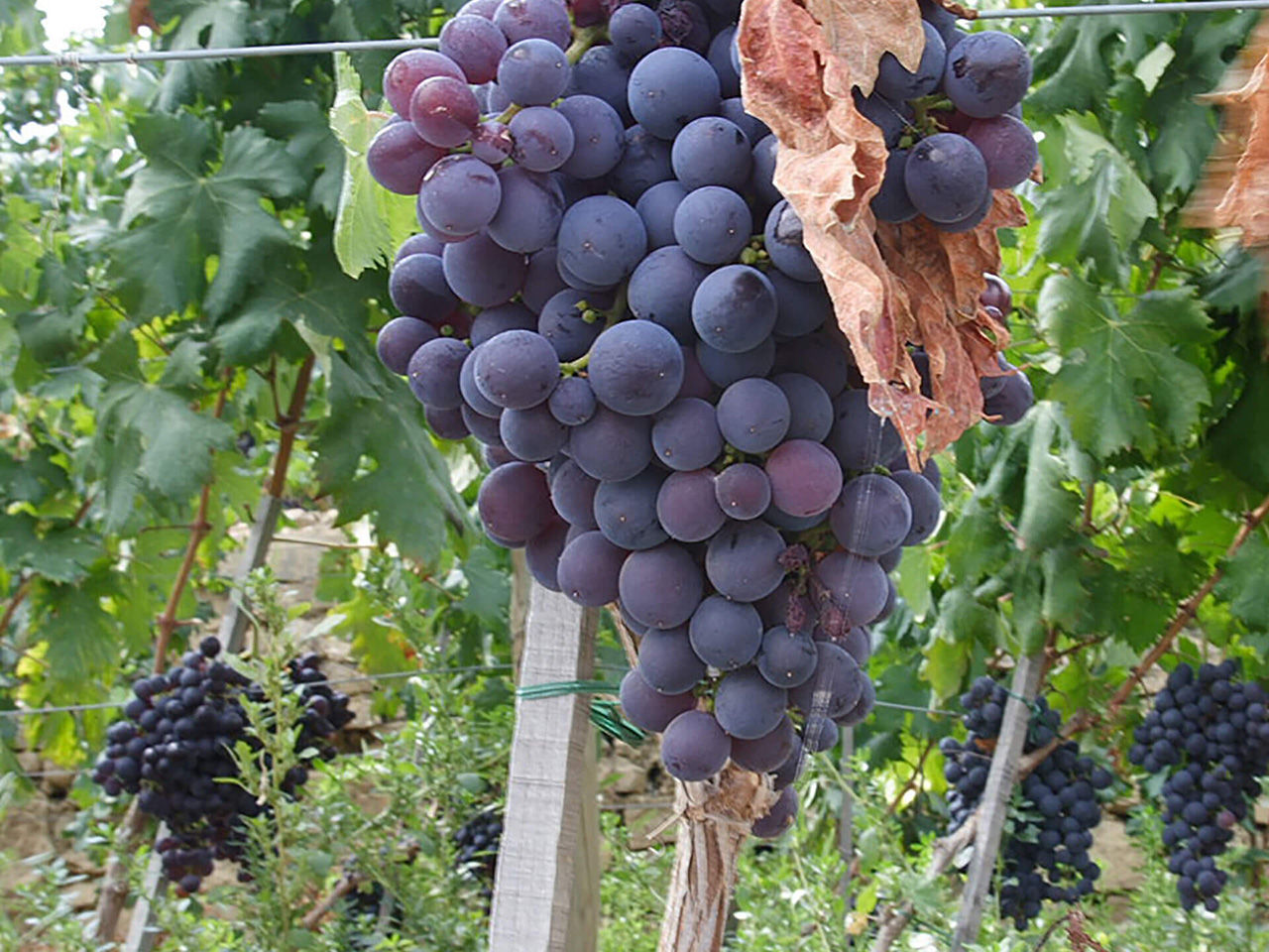 Grappolo d'uva