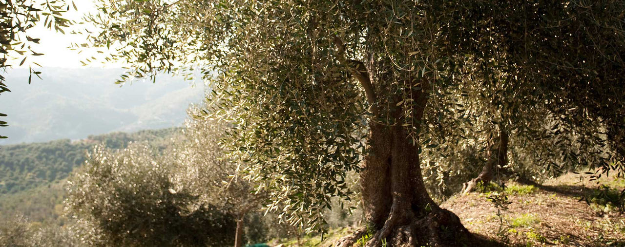 Olivo dell' Oliveto Costa Rossa ad Imperia
