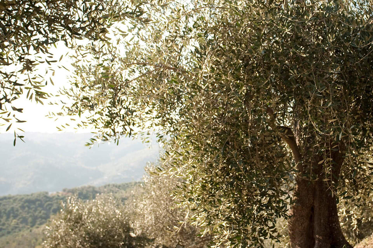 Olivo
