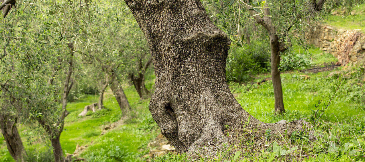 Dettaglio di un tronco di albero di olivo
