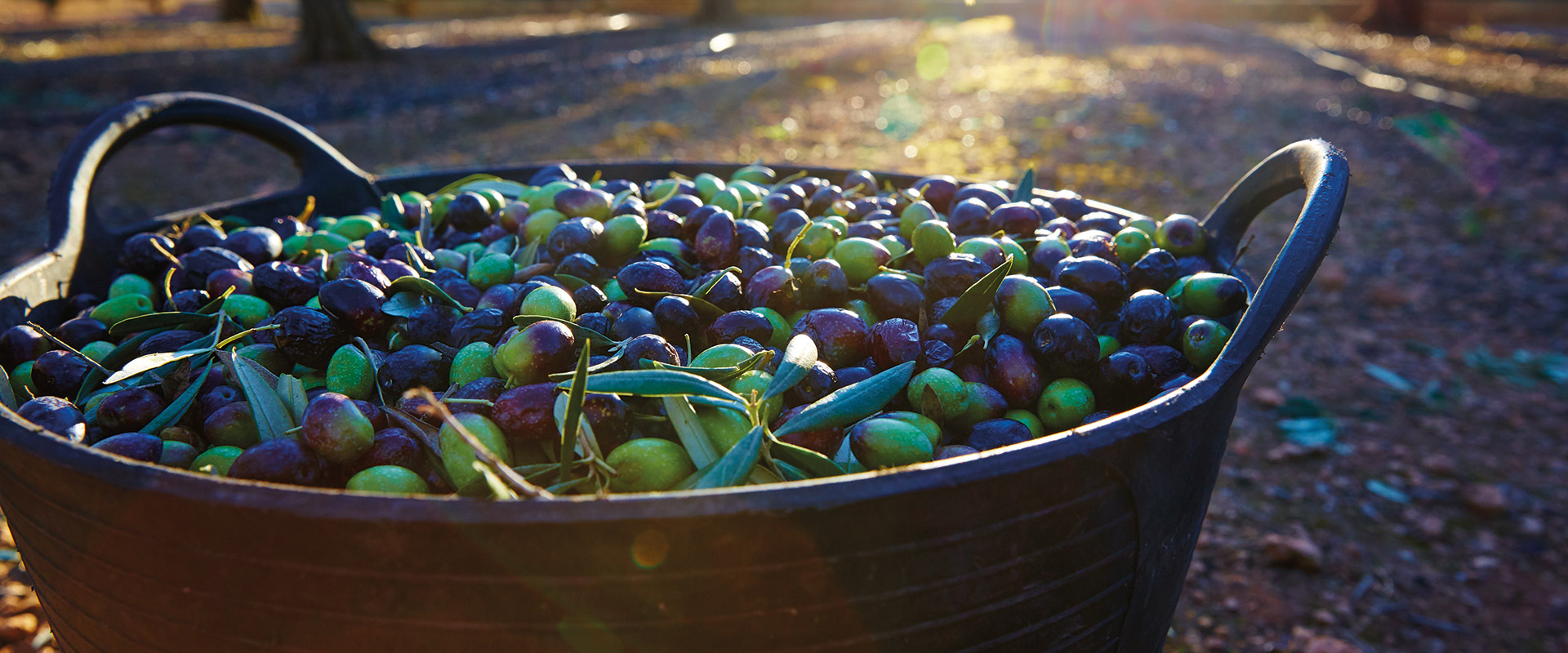 Periodo di raccolta olive – Fratelli Carli