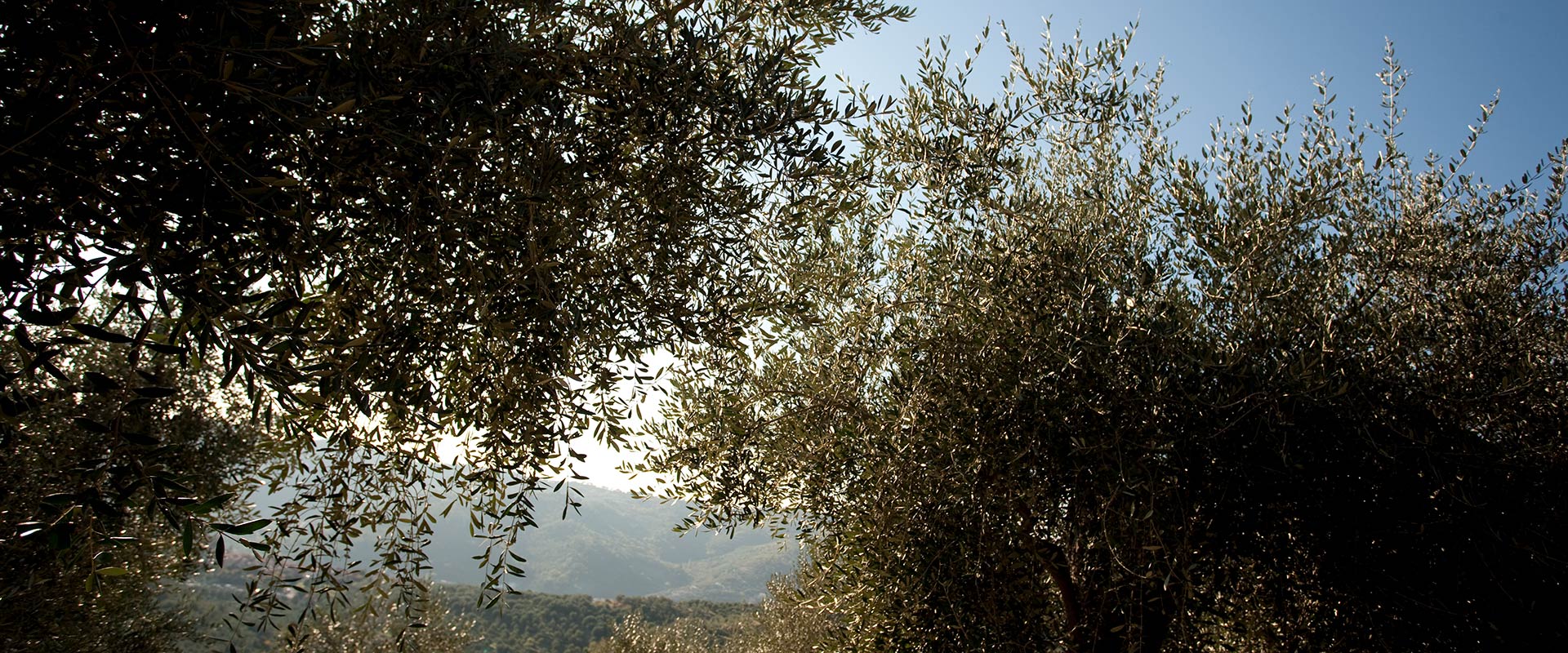 Eventi d'autunno: una camminata tra gli olivi